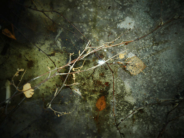 Весенний лед (Листья и ветки на льдине)
